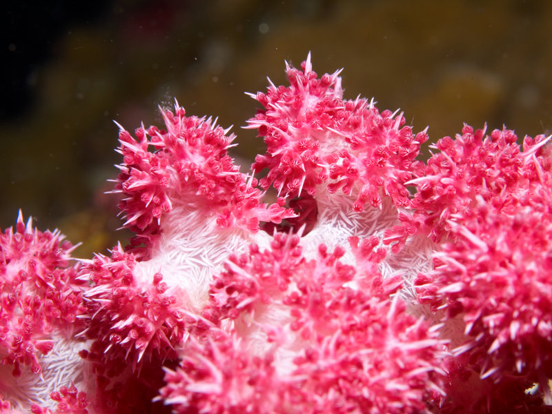 Coral